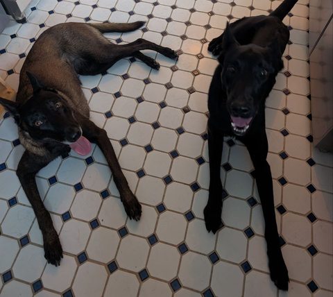 My dog and his sister, Stella, lying together after his rehabilitation.