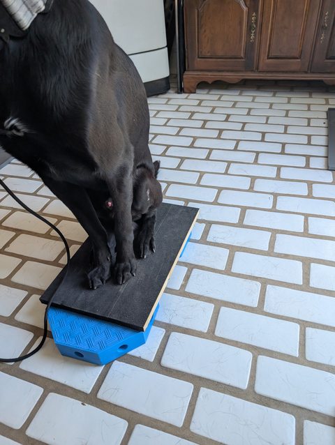A closer view of my black dog’s legs and paws on the rehabilitation platform.