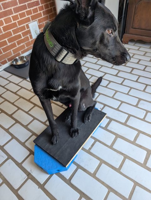 My black dog sitting on a raised platform during rehabilitation.
