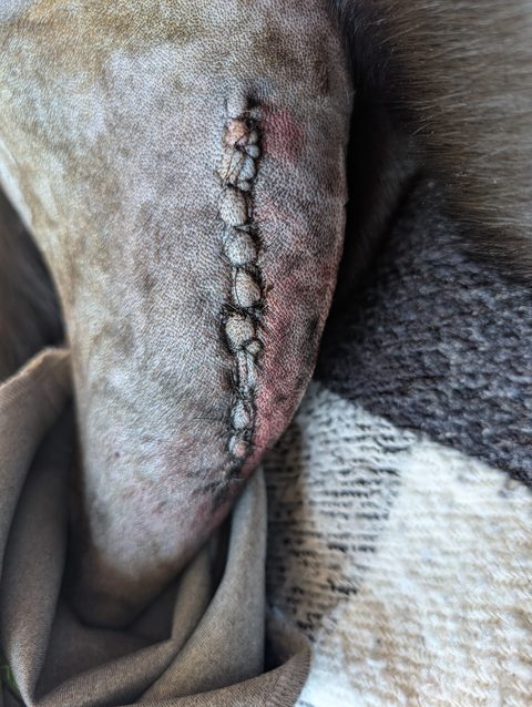 My dog’s shaved leg with a sutured surgical site, shown upright.